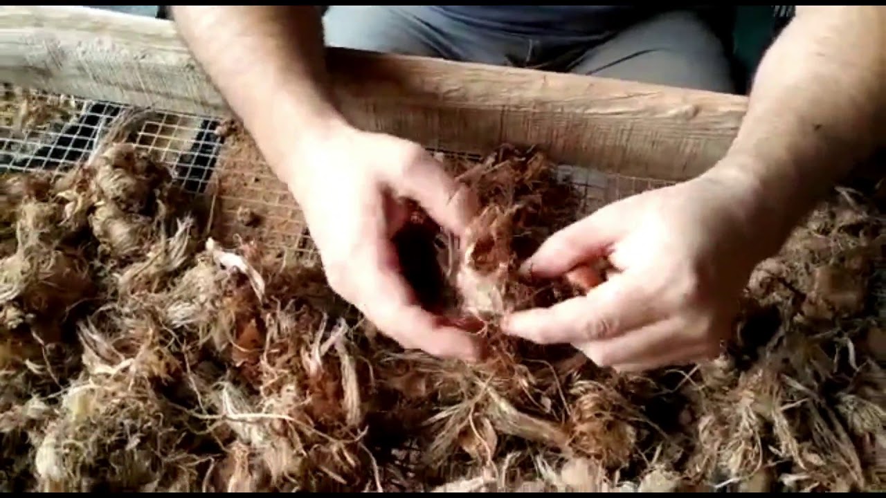 LIMPIANDO BULBOS DE AZAFRAN