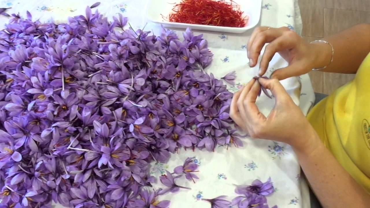 Azafran - Monda del azafrán de la mancha