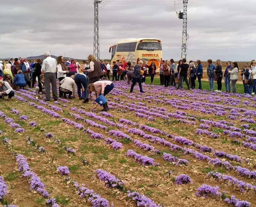 VISITA DURANTE LA RECOGIDA DEL AZAFRÁN
