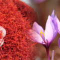 Flor y ebras de azafran